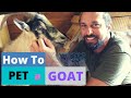 Goat Lover's Guide: Master The Art Of Petting & Essential Care Tips | HappyGoatAdventures.org