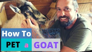 ヤギ愛好家ガイド: 撫でる技術と基本的なケアのヒントをマスターする | HappyGoatAdventures.org