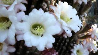 (Echinopsis) Trichocereus terscheckii Flowers and Fruit