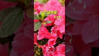 진달래꽃 # azalea flowers # 임영웅 # 영웅시대 # shorts