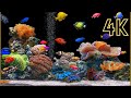 60 Minutes of Stunning Aquarium Relax Music+ Beautiful Coral Reef Fish, Relaxing Ocean Fish