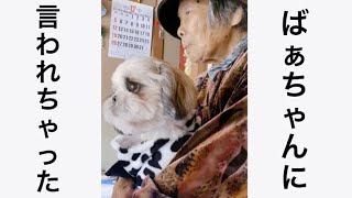 犬を抱っこした時の92歳のばぁちゃんの一言に爆笑!!フクロウだと言われてしまったチャコさん#shorts #shihtzu #ばぁちゃん