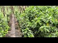 തൂക്കുപാലം hanging bridge in my village thookku palam