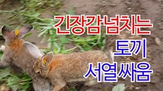 긴장감 넘치는 수토끼 서열싸움 rabbit war