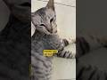 Messi #cat #shortsvideo #short #viral