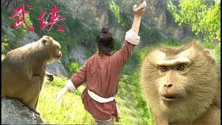 功夫電影！猴子視功夫少年為主人，竟助他練成絕世神功！ 💥 中国电视剧 | KungFu