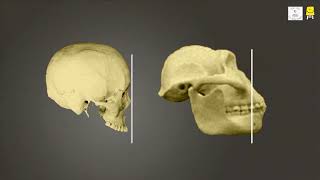 Skeletal System Skull (Tamil) | எலும்பு அமைப்பு மண்டை ஓடு