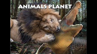 LION ATTACKS CROCODILE/ ANIMALS PLANET