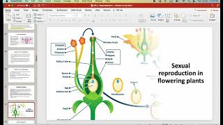 IB Biology D3.1: Reproduction (first exams in 2025)