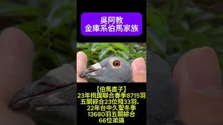 伯馬直子【吳阿教金庫系】2023 9909845：23年桃園聯合春季8715羽五關綜合23位殘33羽、22年台中久聖冬季13680羽五關綜合66位弟鴿 #pigeon #birds #鸽子 #賽鴿