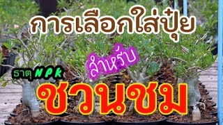 การใส่ปุ๋ยและธาตุอาหารให้เหมาะกับช่วงการเติบโต| คนรักชวนชม