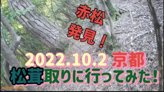 京都　松茸取りに行ってみた！2022.10.2