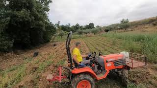 Batatas, arranque de batatas