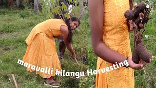 நம்ம garden மரவள்ளி கிழங்கு அறுவடை @tamiltribeschannel8406