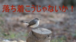 珍しい鳥が近場の公園にいたけど・・・