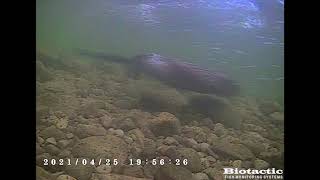 Underwater video of Muskrat swimming!