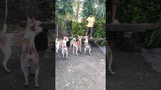 আবির কুকুরকে কি খাবার দিল ?? #shorts #trending #youtube #short #abir #dog #dogshorts #funny #video