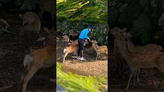 川で鹿に煎餅与える外国人観光客🦌奈良公園▶️クリックするとロングバージョン移ります