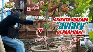 Kandang Aviary Di Depan Rumah...! Merdunya Suara Berbagai Burung Saat Pagi Hari.