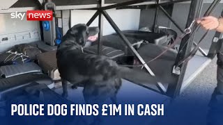 Italy: Police dog finds nearly £1m in cash during routine police patrol on bus near Florence