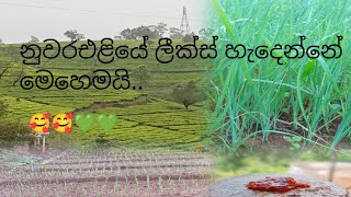 නුවරඑළියේ වගාවක් බලමු..