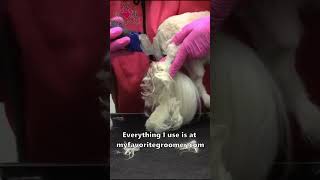 The best clipper to groom a matted dog