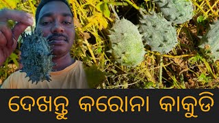 ଇଏ କି ପ୍ରକାର କାକୁଡି ଦେଖିବାକୁ ପୁରା କରୋନା ଭାଇରସ ପରି । ଦେଖନ୍ତୁ ନବରଙ୍ଗପୁର ଜିଲ୍ଲାରୁ ଏହି ଭିଡ଼ିଓକୁ ।