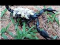 Mother love Scorpion carries her babies on back