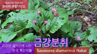 금강분취_금강산 설악산에 나는 한국 특산식물@biodiversity_Korea