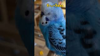 【セキセイインコの寝顔】#インコ #インコおしゃべり #セキセイインコ