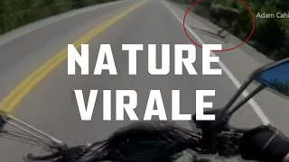 Une moto évite de justesse la collision avec un orignal!