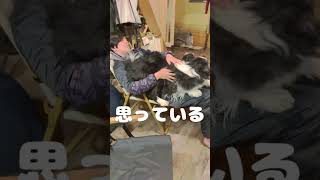 自分も小型犬と思い込んでいる犬#犬 #ボーダーコリー #かわいい犬 #かわいい動物 #dog #ショート #shorts