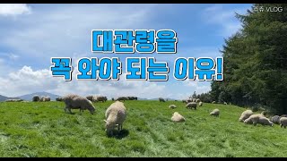 속이 뻥 뚫리는 대관령 여행 필수코스 10곳 중 1곳/ #대관령양떼목장/ 평창이 푸른초원으로 유명한 이유