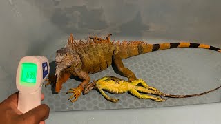 What Temperature do iguanas Freeze?! Catching Frozen iguanas!