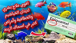 اقوي علاج بشري لديدان الخياشيم والخطافية وأمراض اسماك الزينه