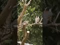 ヤマガラさん子供にエサをあげてました🐦 野鳥 野鳥撮影 小鳥 鳥子育て ヤマガラ さえずり 山雀 かわいい鳥 bird wildbird birdwatching babybird