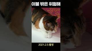 이불밖은 위험해 - 고양이 이불 속 영상