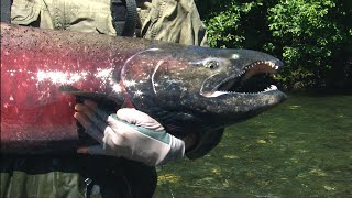 OUTDOOR PASSION,  GLACIER RIVERS, TYEE SALMON !!!!!