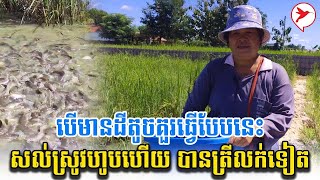 បើមានដីតូចគួរធ្វើបែបនេះ សល់ស្រូវហូបហើយ បានត្រីលក់ទៀត | កម្មវីធីកសិកម្ម