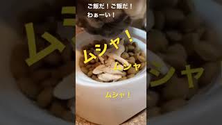 【パグ 】ご飯だ！わぁーい！咀嚼音を聴いてね！＃shorts