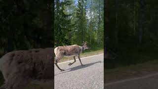 Reindeer Sighting on a Road During the Day