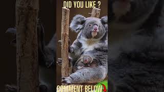 HAVE YOU EVER SEEN KOALA BABY #SHORTS #SHORTSVIDEO #SHORTSFEED #SHORTSVIRAL