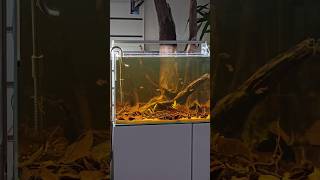 Black water tank setup #aquarium #feeds