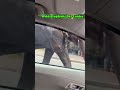 an elephant is better than a human following traffic rules wild elephant sri lanka