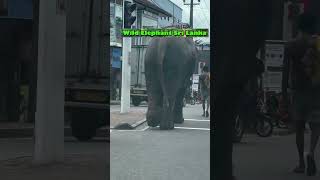 An elephant is better than a human following traffic rules | Wild Elephant Sri Lanka