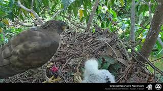 20200609 第二餐福爸帶鼠 母歸餵食大福 台北植物園鳳頭蒼鷹