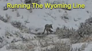 Trapping The Wyoming Line