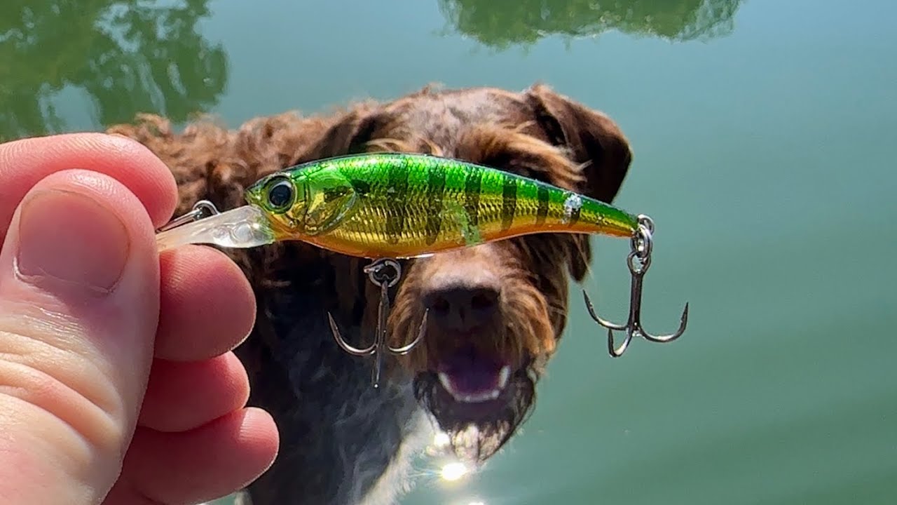 This Lure Catches Everything Youtube