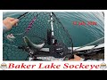 Baker Lake Sockeye || July 12 2024 || #sockeye #sockeyesalmon #trending