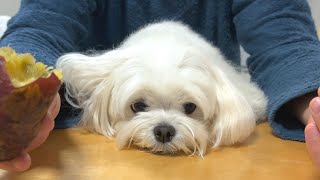 高級焼き芋を目の前にした犬のテンションが高すぎて面白すぎた【マルチーズ】